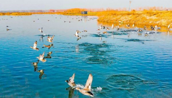 退耕还淀实施后的藻苲淀区域（廖敏辉&nbsp;摄）