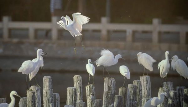 纳潮口白鹭休憩（杨劲坚 摄）