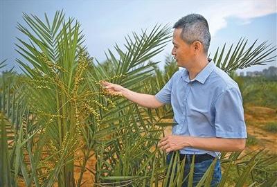 中外热带农业科技合作结硕果