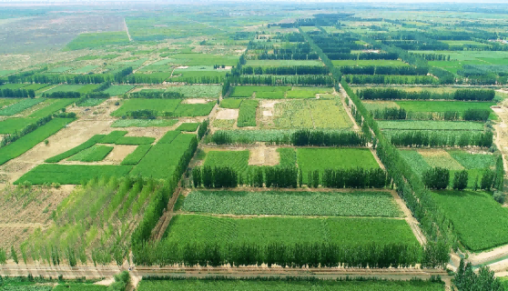 农田防护林网（姚鑫摄）