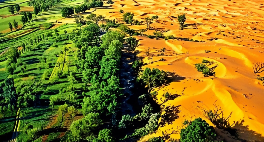 乌兰布和沙漠&ldquo;绿进沙退&rdquo;（姚鑫 摄）