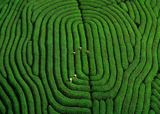 大地指纹&mdash;&mdash;武夷山市岩茶基地（南平市文化和旅游局 供图）