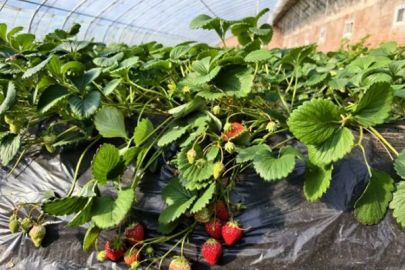 一颗草莓的“科技蜕变记”