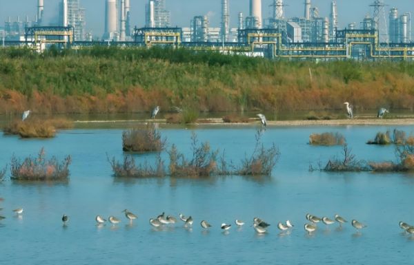 核能与石化耦合生态之美&mdash;&mdash;&ldquo;和气一号&rdquo;工程（路振扬 摄）