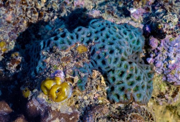 海南核电移植后的珊瑚生长状态良好（刘玄摄）