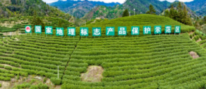 春启茶乡迎开采 非遗焕彩润苗乡