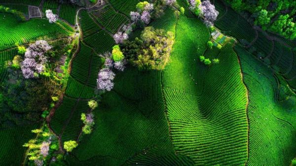 科技創(chuàng)新是&ldquo;兩茶&rdquo;