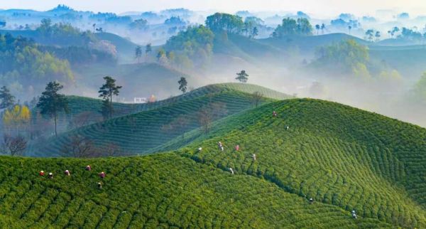 目前信陽市油茶種植面積達164.4萬畝，