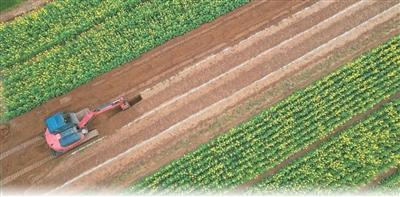 智慧农业塑田园新貌