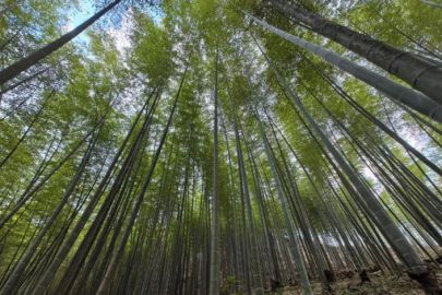 小竹子撑起大产业