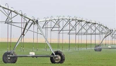 沙漠边也能种小麦