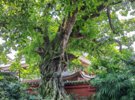 守护文化遗产 延续历史文脉