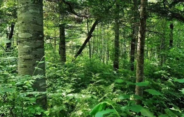 小兴安岭绿色明珠&mdash;&mdash;&ldquo;臭松排子&rdquo;