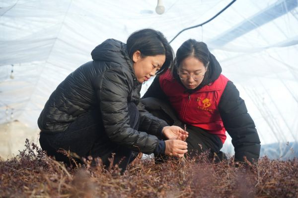 蔓越莓种植基地技术负责人程正新与党员干部查看蔓越莓苗木长势。（摄影：田云珠）