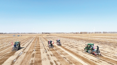 算准时节、配好作物，“一地三收”梦成真