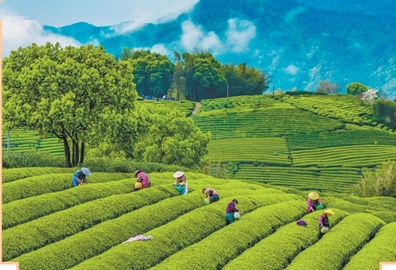 春茶一叶滋味新