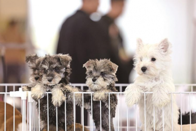 “标准”如何护航宠物经济良性发展