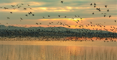 候鸟“衔”来幸福果