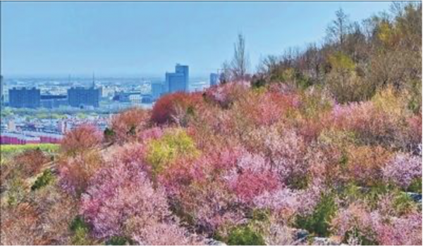 山坡上，野山桃花成片盛开。
　　李炳言摄