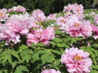 谷雨之“雨”是何雨？