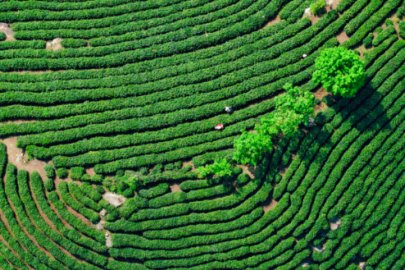 春山谷雨前 并手摘芳烟