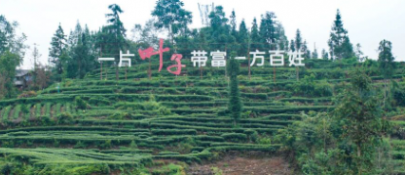 雅安藏茶 茶和天下