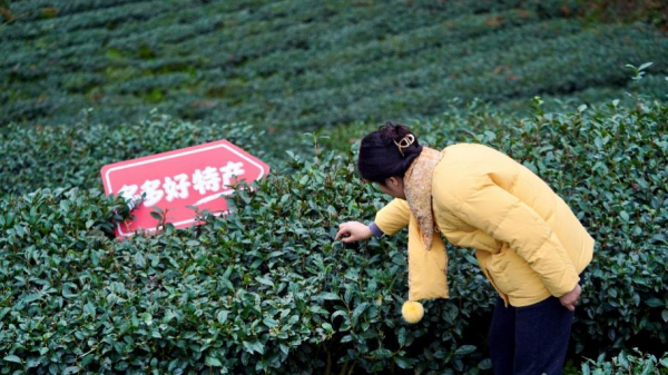 “2026多多好特产”将继续加大对农货的扶持力度,持续助商惠农。(摄影 乐杏)