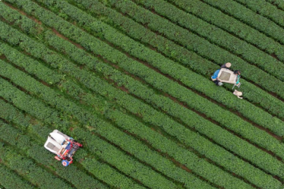 中国抹茶为何香飘全球