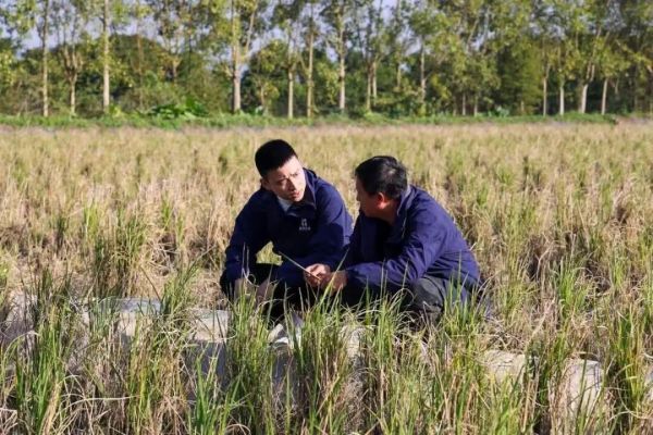 林霖与农业专家在田间交流。