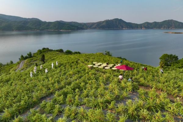前坪湖畔金银花基地。