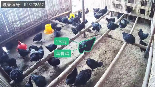 马上消费“富慧养”智慧养鸡