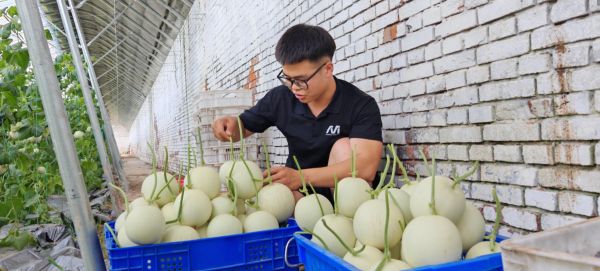新农人张毅炫小心翼翼地挑选、采摘成熟的甜瓜。