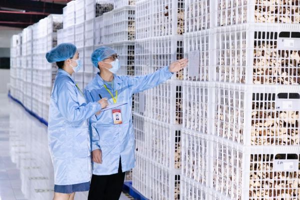 新宝堂新会陈皮仓储流通中心内,一片片陈皮在“离顶、离地、离墙”的环境中静静陈化,每一片都拥有专属溯源“身份证”。