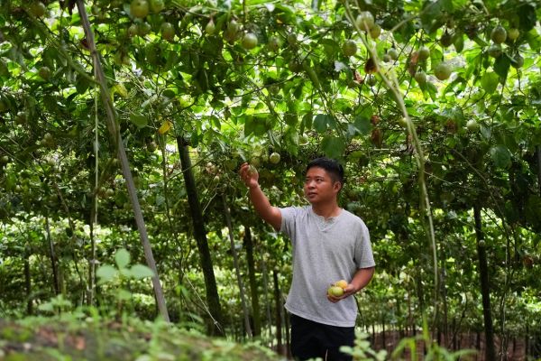 云南红河大围山的果园里,果农每日监测百香果成熟度,制定采收计划。闵杉|摄