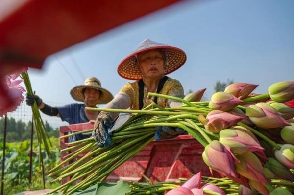 重庆市大足区积极引导农户发展观赏荷花种植。