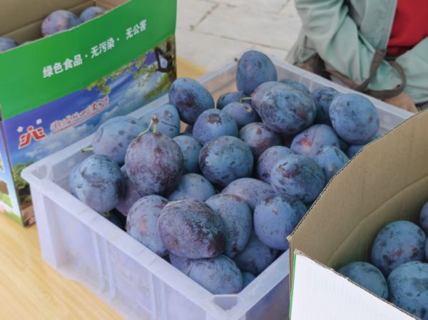 南寨村金滩田园欧洲西梅
