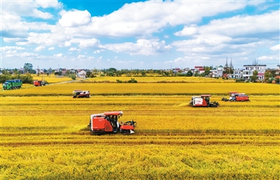 全国秋粮收获过八成